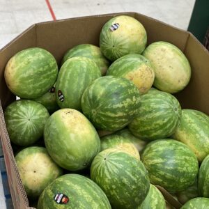Seedless watermelon